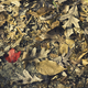 Illustration for article titled Shooting Challenge Fall Leaves Gallery 5